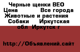 Черные щенки ВЕО › Цена ­ 5 000 - Все города Животные и растения » Собаки   . Иркутская обл.,Иркутск г.